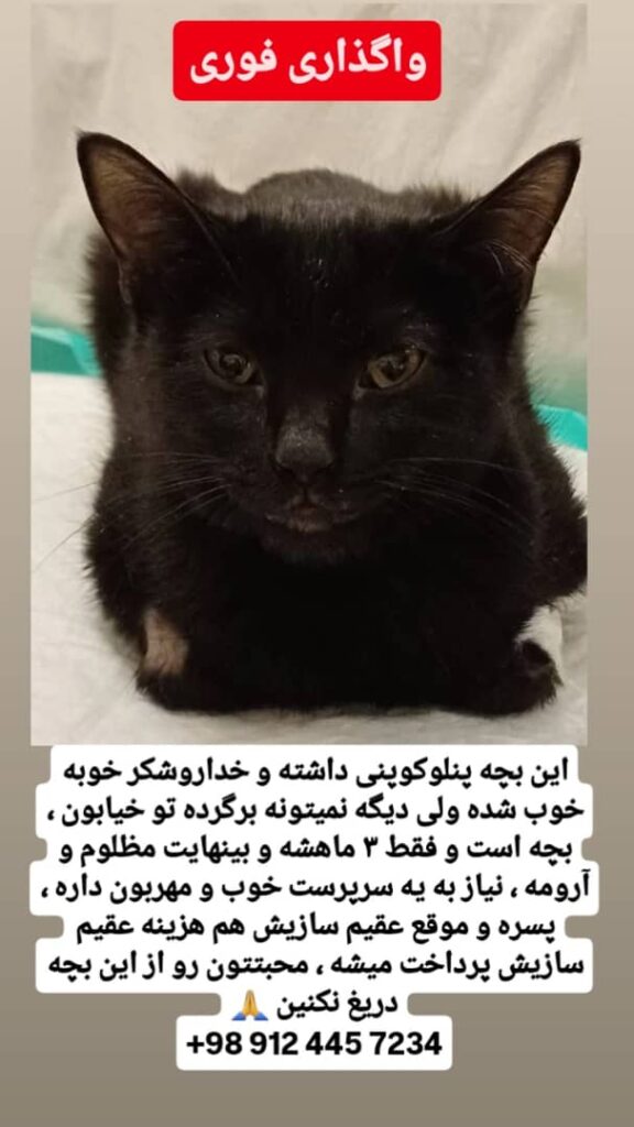 واگذاری رایگان به خانواده حیوان دوست و متعهد تا آخر عمر