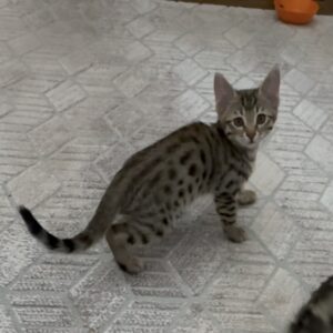 واگذاری گربه نر سه ماهه واکسن زده