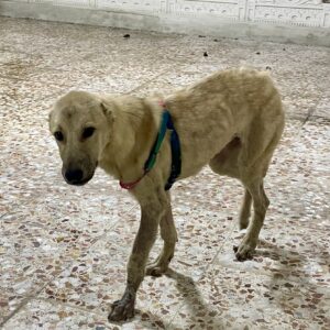 واگذاری سگ بومی از مرگ برگشته