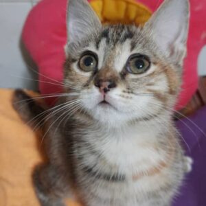 واگذاری گربه دختر و پسر