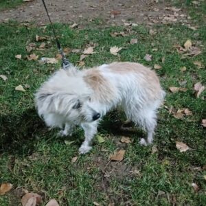 سگ آپارتمانی