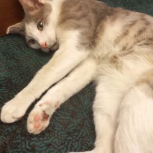 واگذاری گربه