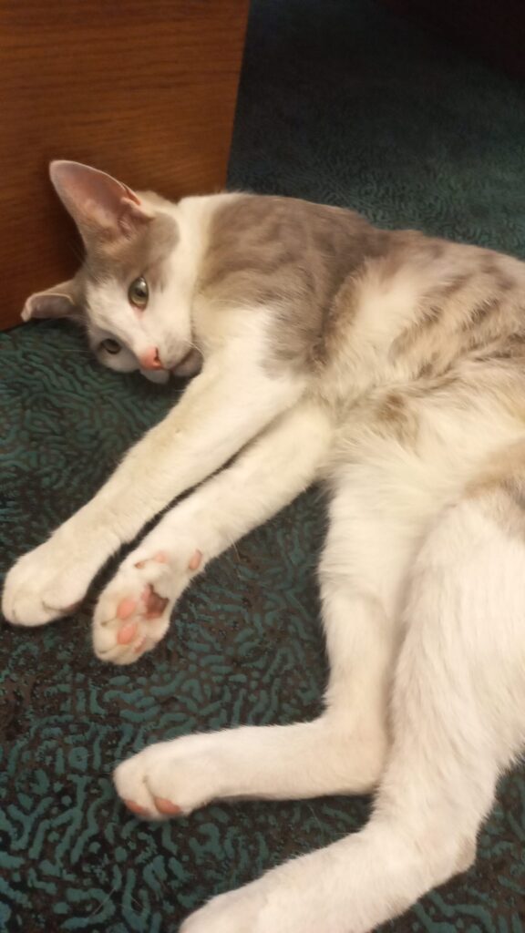 واگذاری گربه