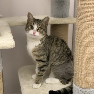 واگذاری گربه ماده مهربون ۸ ماهه عقیم شده