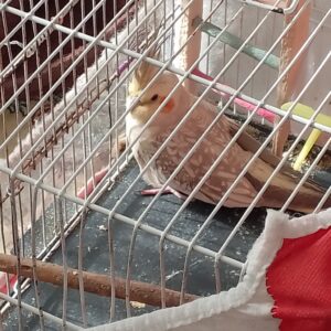 عروس هلندی گمشده