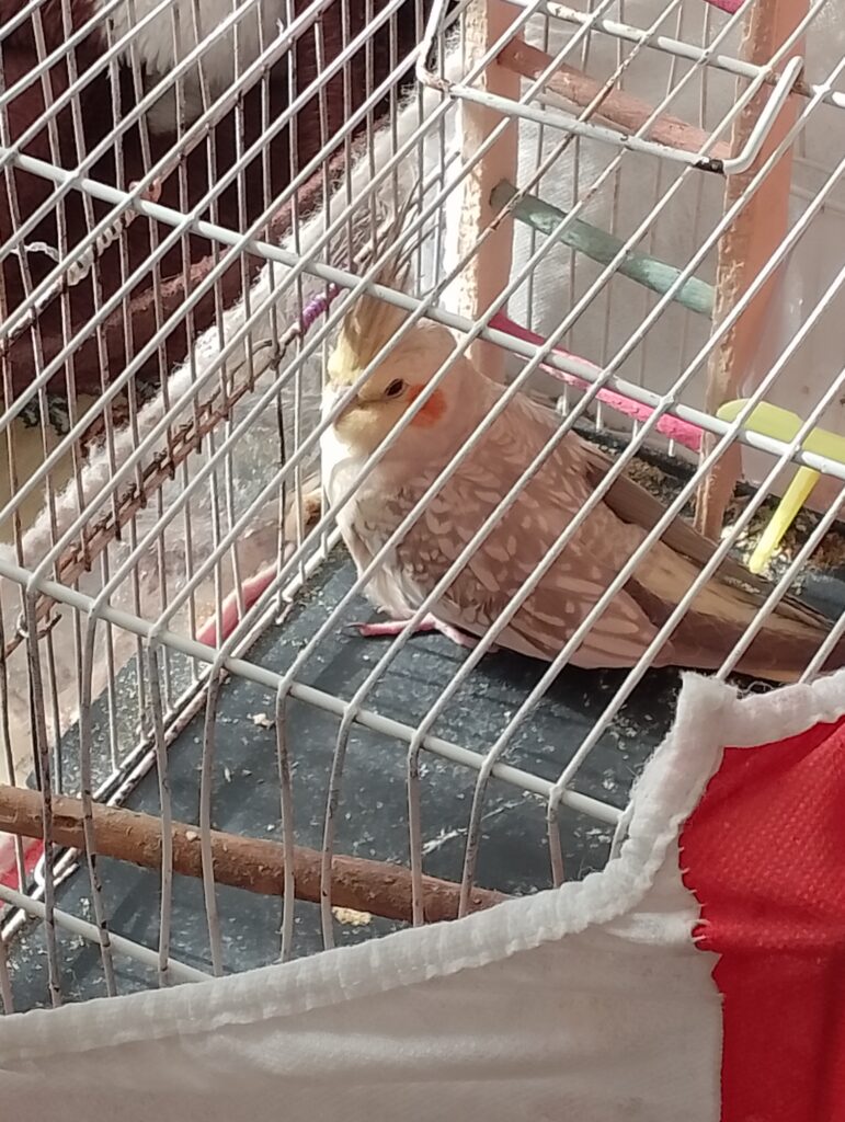 عروس هلندی گمشده