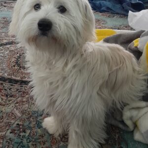 تریر ۹ ماهه