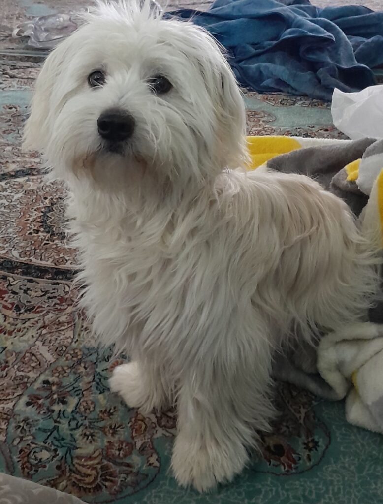 تریر ۹ ماهه