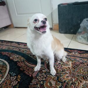 واگذاری فوری شیواوا اشپیتز