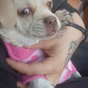 واگذاری رایگان