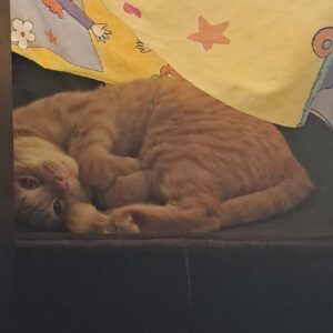 واگذاری گربه نر ۱ ساله