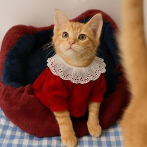 نارنگی،  دختر کوچولوی ماه – کاملا سالم انگل تراپی شده و واکسن خورده