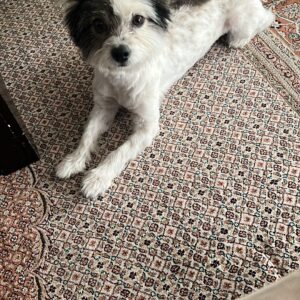 واگذاری سگ بازیگوش