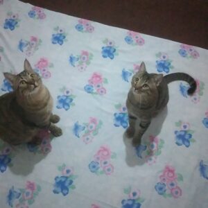 دوتا گربه نر و یک گربه ماده