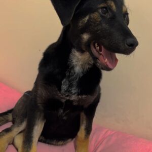 جسی نژاد دوبرمن ژرمن