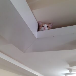 دوعدد گربه بالغ