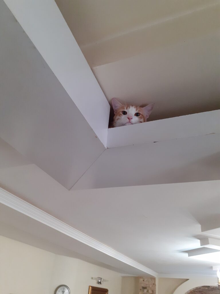 دوعدد گربه بالغ