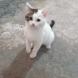 یک گربه گمشده در محدوده ی مارالان