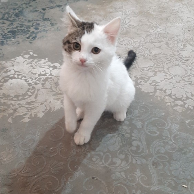 یک گربه گمشده در محدوده ی مارالان