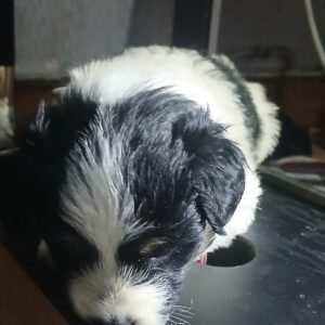 واگذاری توله یک ماهه و نیمه