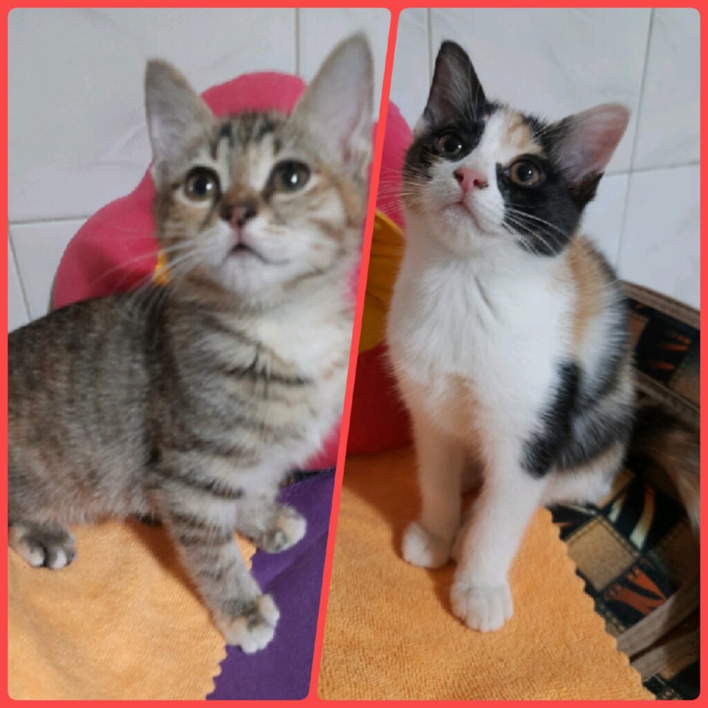 دوخواهر بینظیر