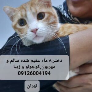 دختر زیای ۸ ماهه عقیم شده