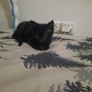 واگذاری بچه گربه