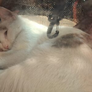 واگذاری گربه نر عقیم شده ۸ ماهه