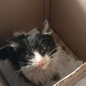 واگذاری یک گربه خیلی با محبت به یک خانواده مهربون