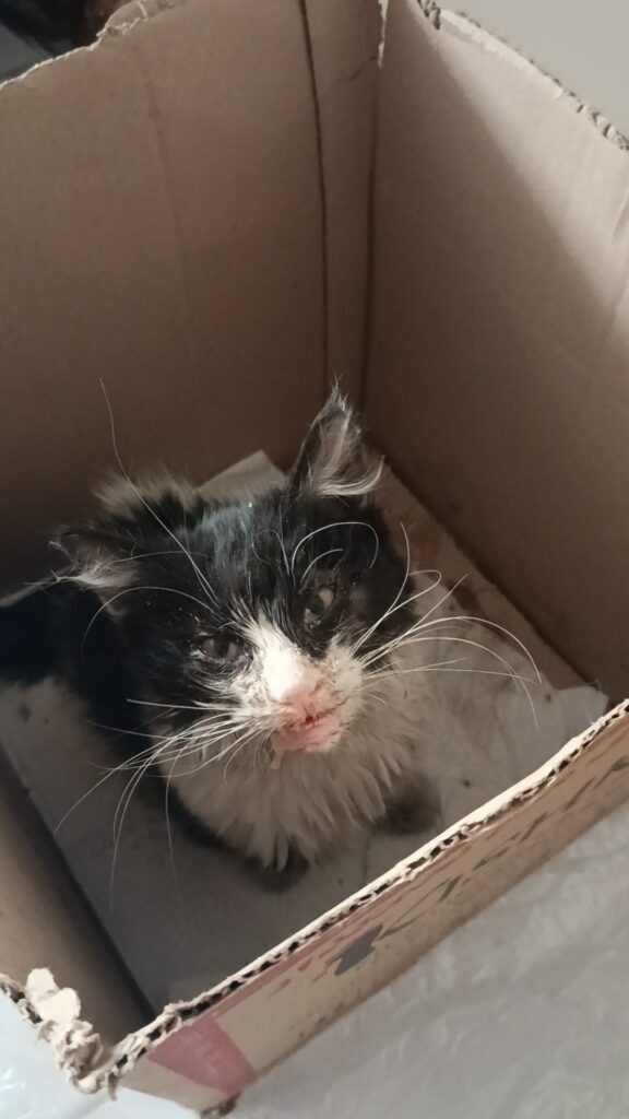 واگذاری یک گربه خیلی با محبت به یک خانواده مهربون