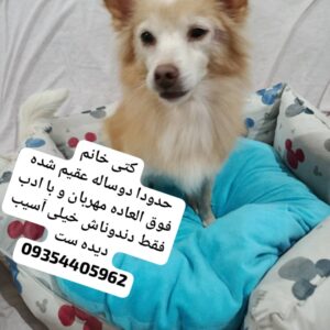 واگذاری سگ آپارتمانی