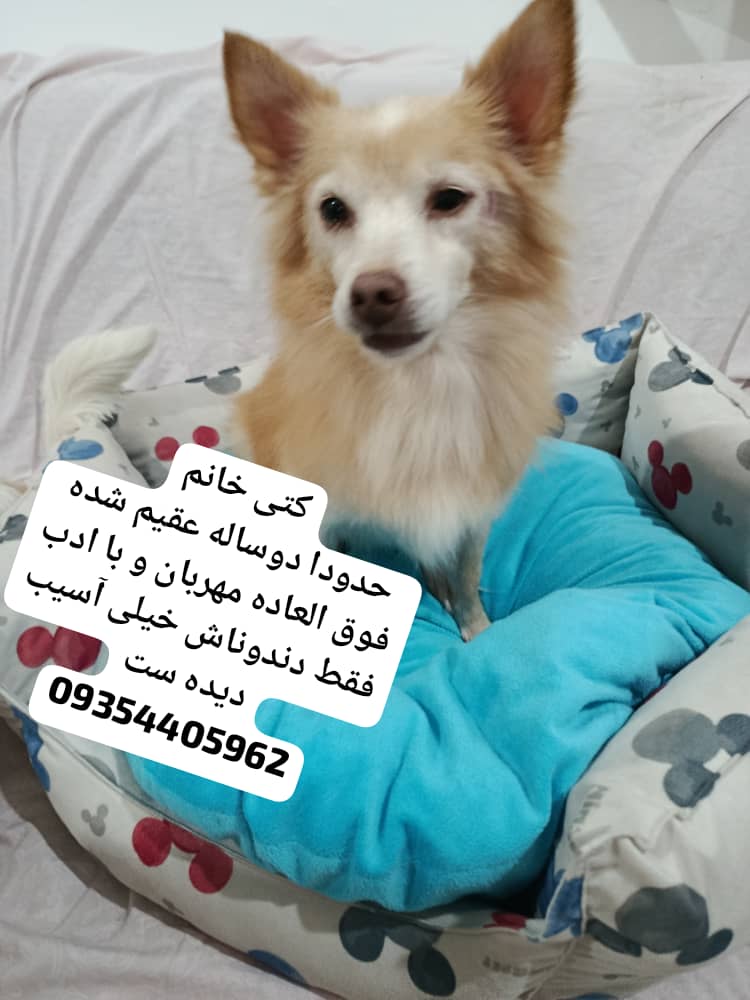 واگذاری سگ آپارتمانی