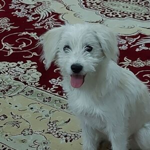 شیتزو کراس بامزه