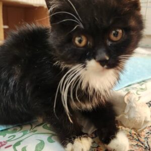 واگذاری رایگان گربه