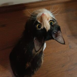 گربه ماده دوساله عقیم شده