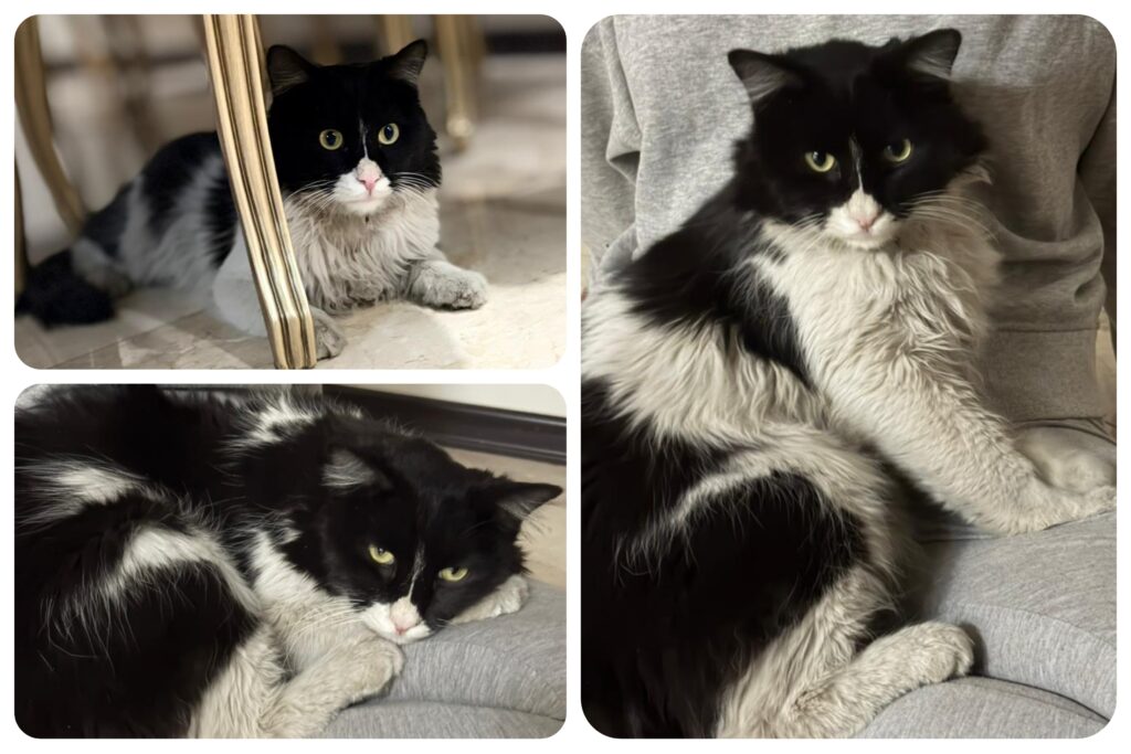 پاندا گربه‌ی تپل مهربون