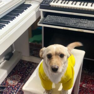 سگ جک راسل میکس بسیار مهربان و عقیم شده