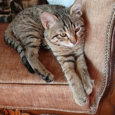 پسر نازم گمشده