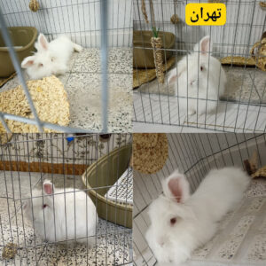 خرگوش لوپ آلبینو ماده