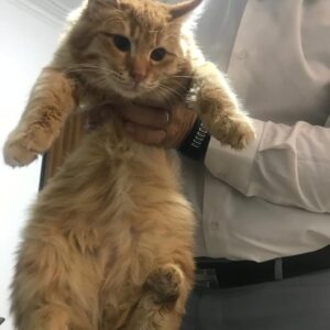 واگذاری پیشی