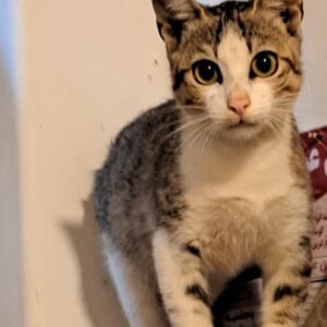 گربه نر ۸ماهه