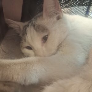 گربه نر عقیم شده ۸ ماهه