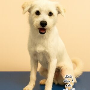 دختر یک ساله تریر (ماهک)