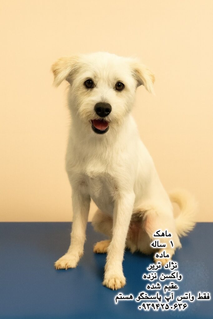 دختر یک ساله تریر (ماهک)