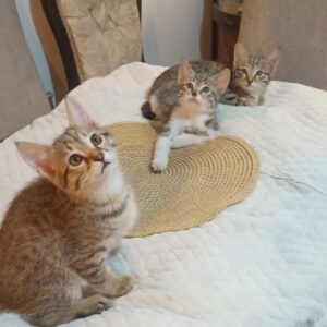 سه تا عروسک