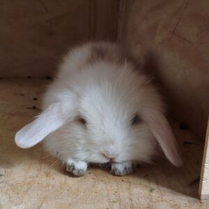 بچه خرگوش لوپ