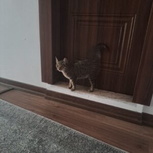 گربه رایگان