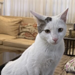 پاشا خان هستم از تهران  خیلی مهربون و دستی هستم