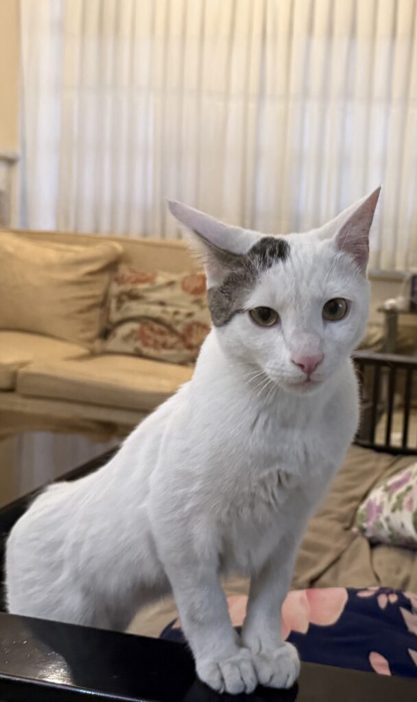 پاشا خان هستم از تهران  خیلی مهربون و دستی هستم