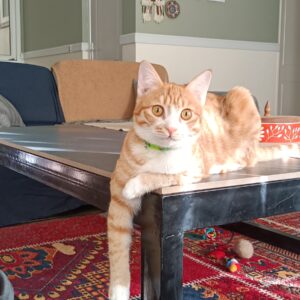 واگذاری رایگان گربه DSH در پردیس